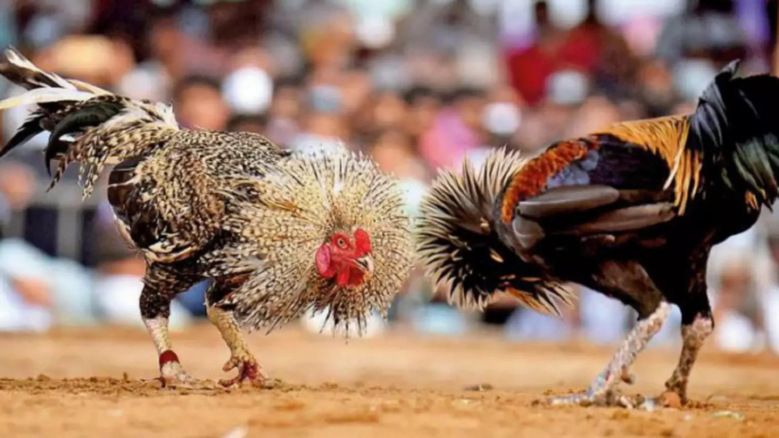 Multiplayer Cockfighting Tournaments
