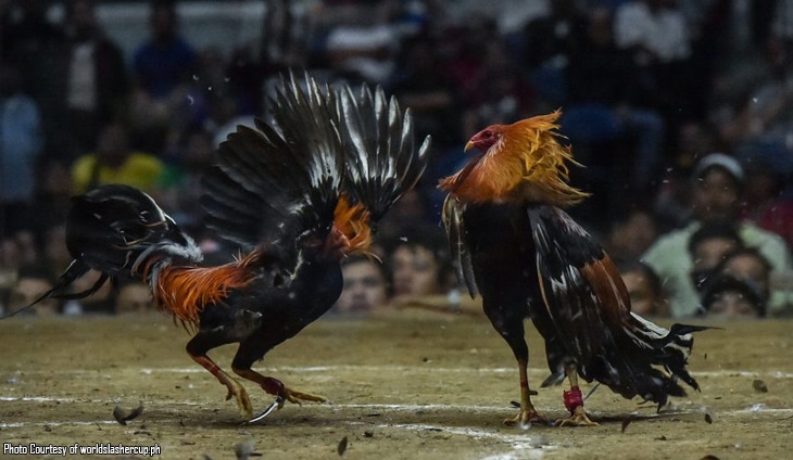 Getting Started with Cockfight Betting