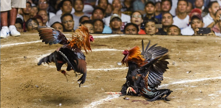 cockfight