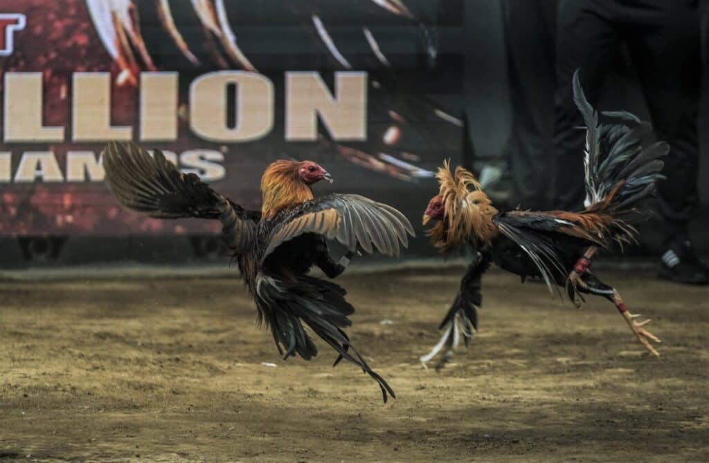 Live Streaming Cockfighting